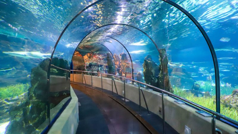 حوض السمك في برشلونة